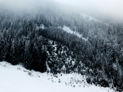 bird's eye view photography of pine trees