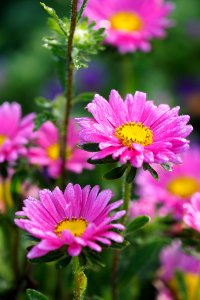 bokeh photography of two purple daisies photo