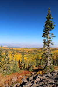 Pine forest tree photo