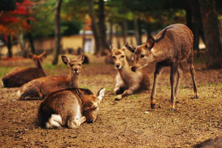 five brown deer photo