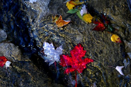Rocks, Leaves, Maple leaf photo