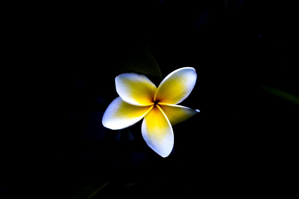 macro photography of white and yellow flower