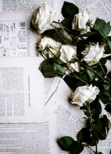six white roses on white printer papers photo