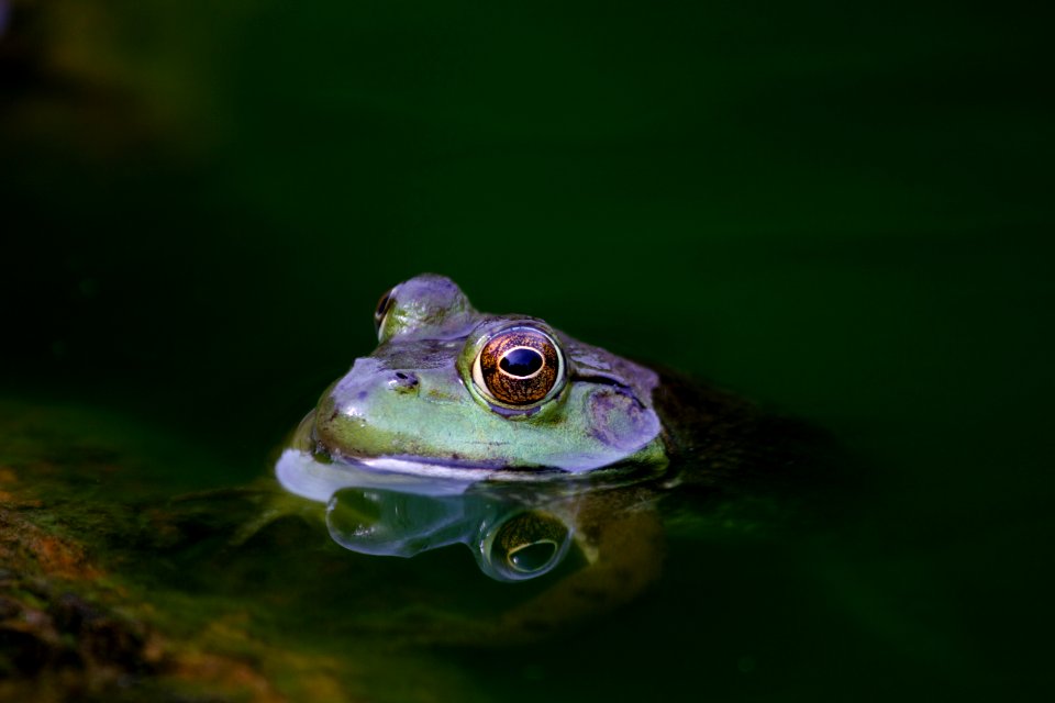 shallow focus photography of purple frog