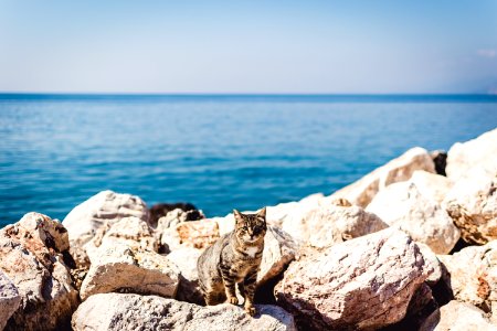 brown tabby cat standing on rocks photo