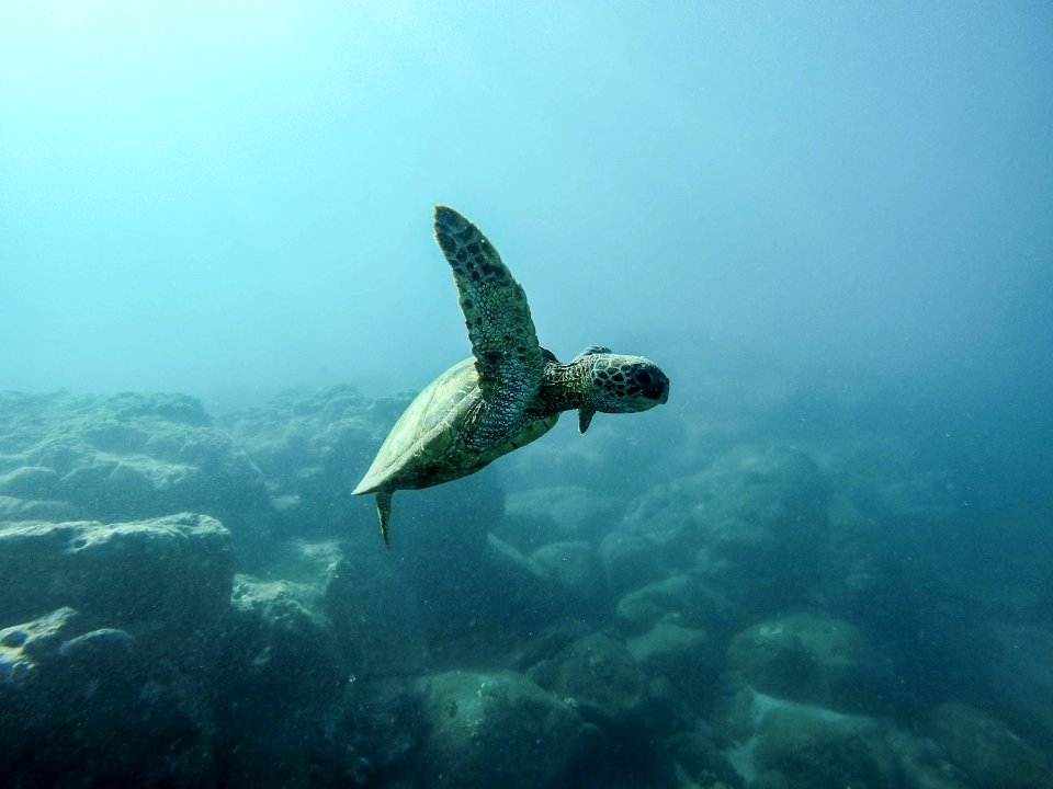 brown turtle swimming underwater
