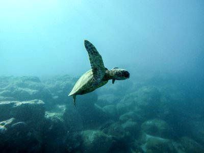 brown turtle swimming underwater