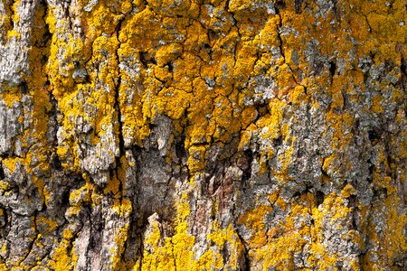 Old oak bast shed bark