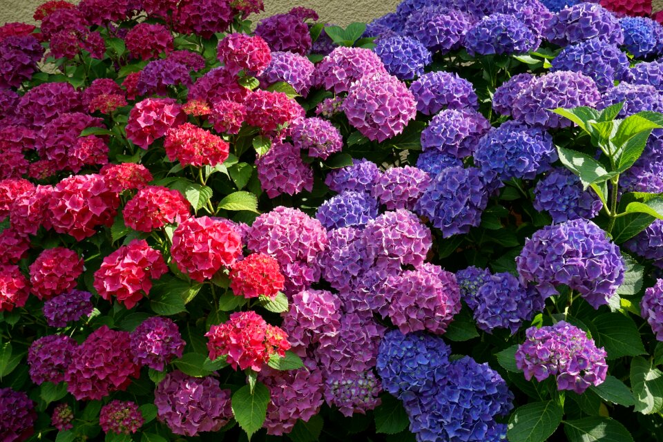 Summer nature purple