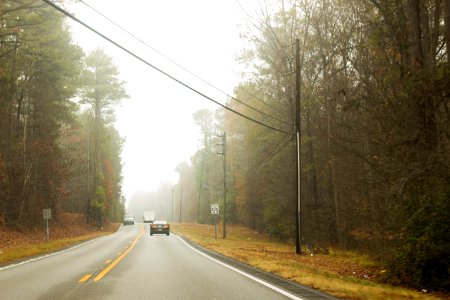 Travel, Forest, Fog