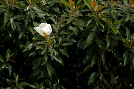 Plant, Small, Close