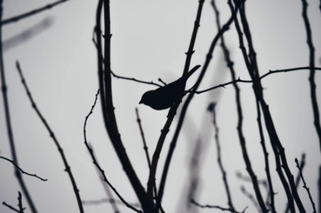 bird perched on branch photo