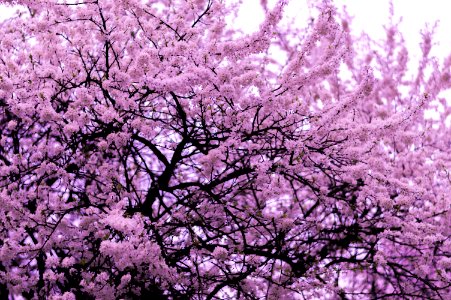 pink blossom tree photo
