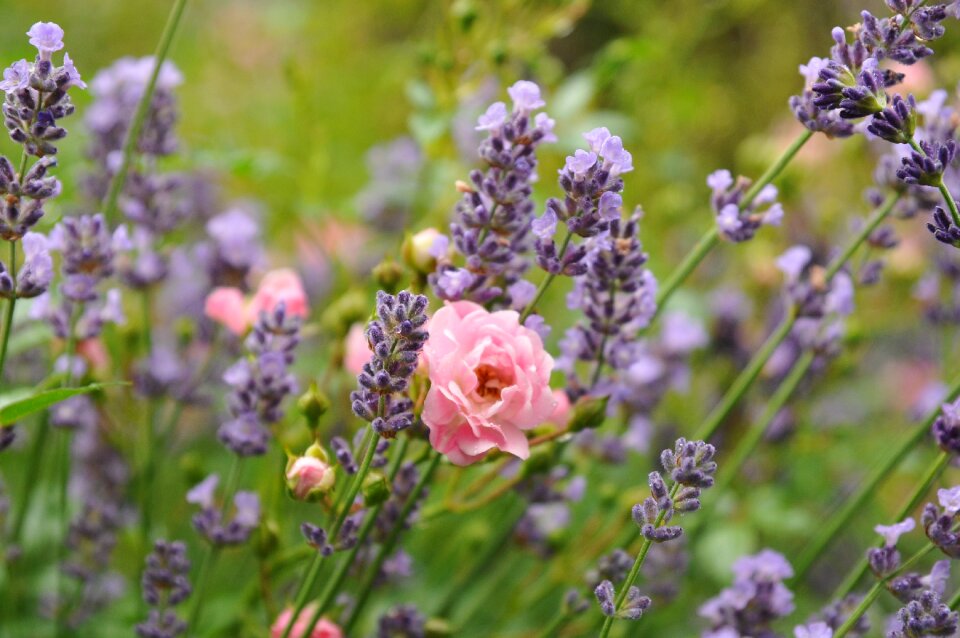 Flower purple plant photo