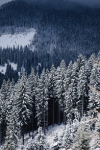 aerial photography of pine trees covered with snow photo