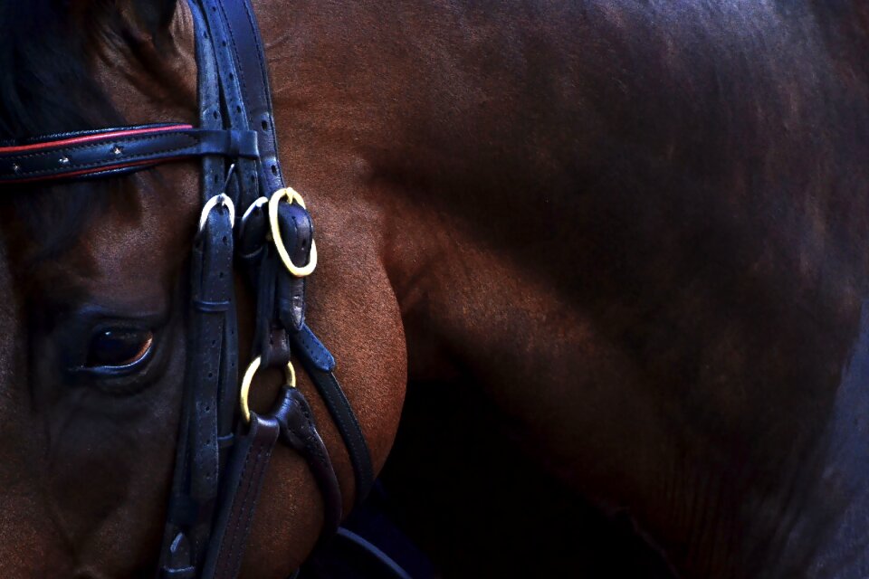 Tb arlington arlington park