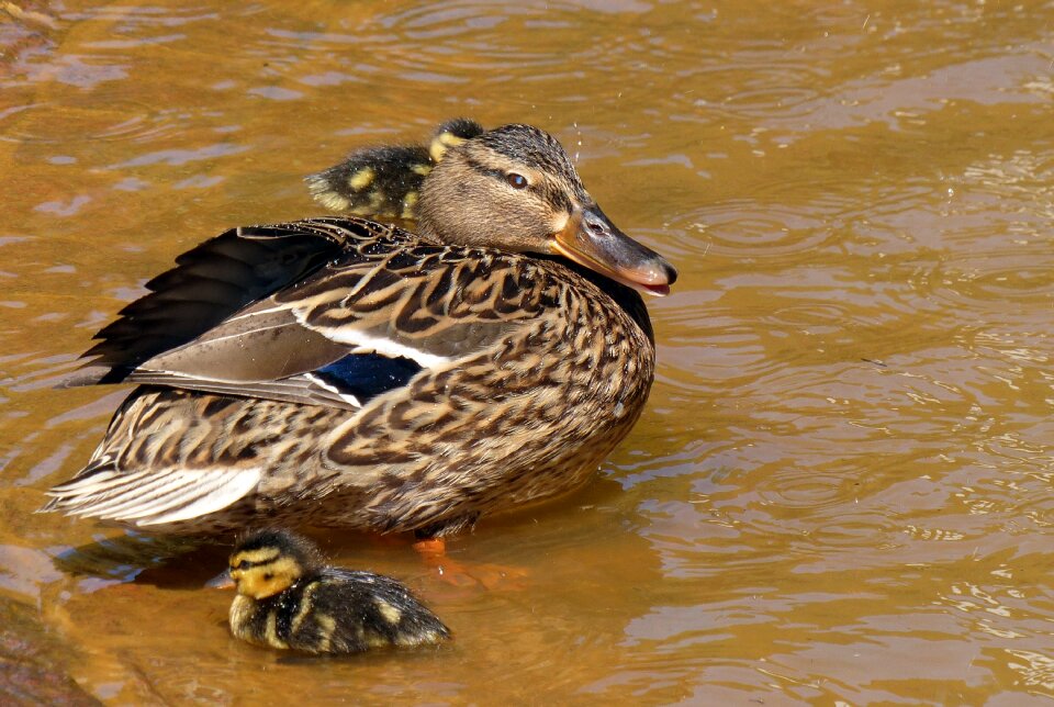 Young young animal bird