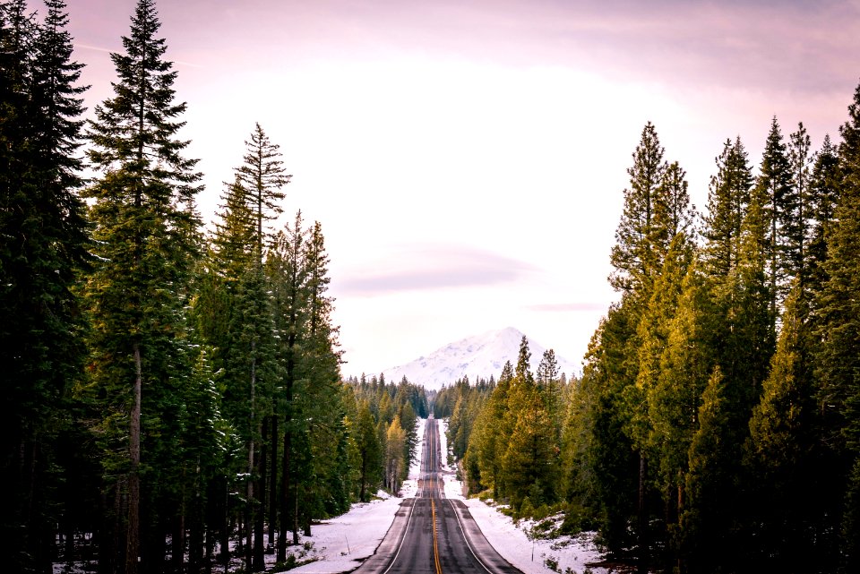 road between trees