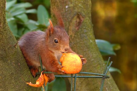 Sciurus vulgaris major mammal garden futtersuche