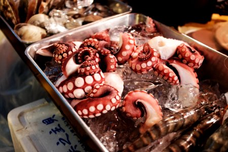 octopus on gray tray photo