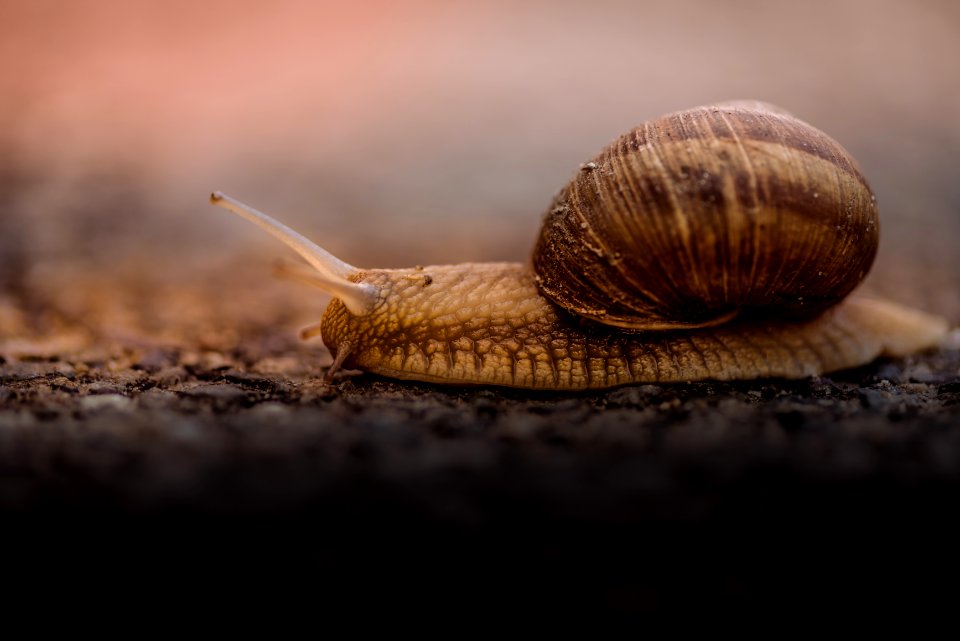 shallow focus photo of brown snail
