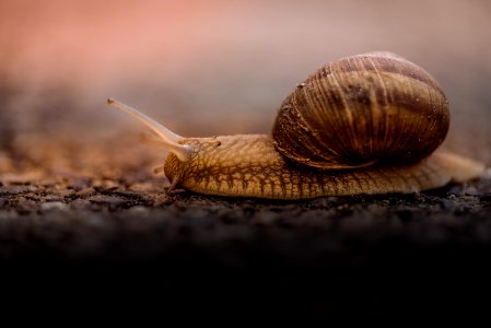 shallow focus photo of brown snail photo