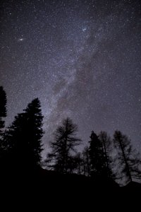 silhouette of trees during nighttime