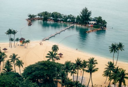 coconut tree near sea during daytime photo