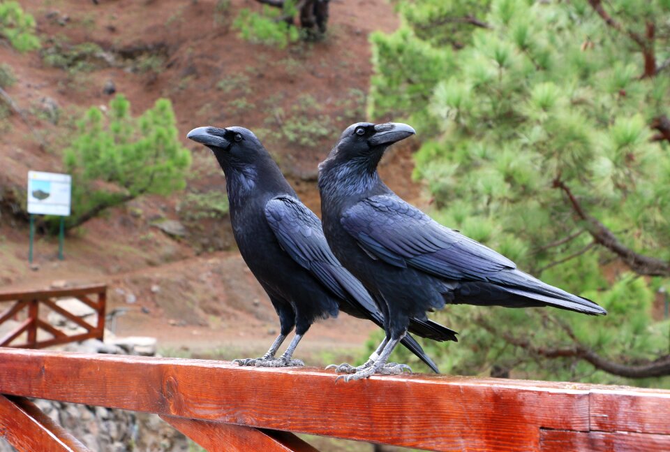 Portugal birds photography