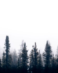 green foggy tree