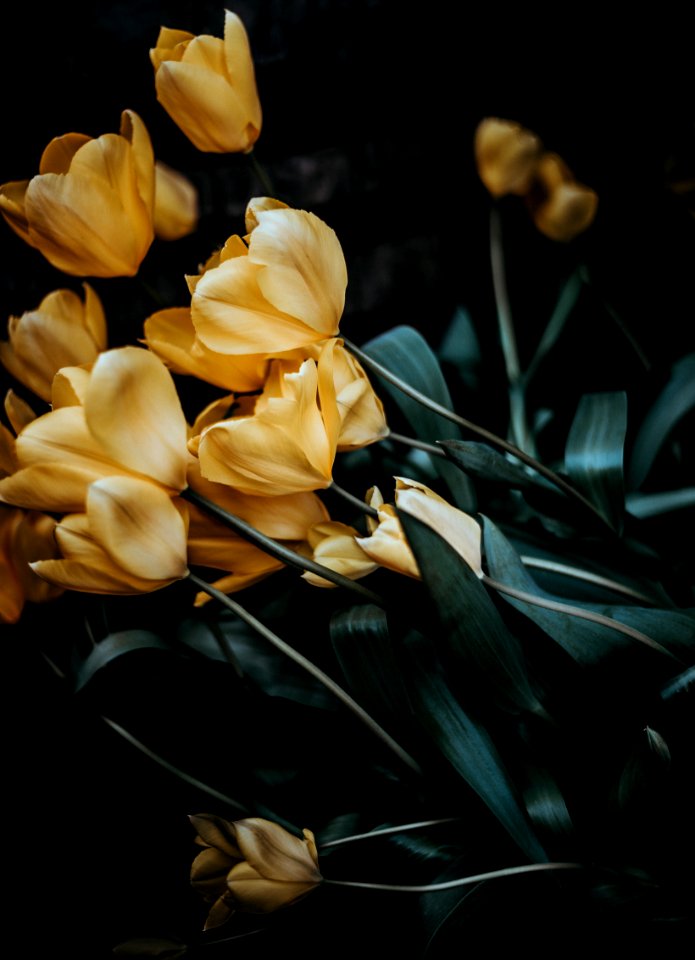 selective photography of beige petaled flowers