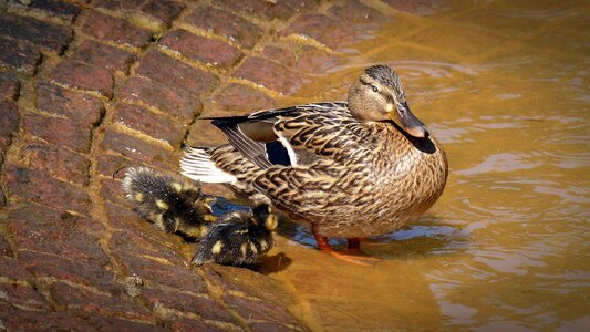 Young young animal bird