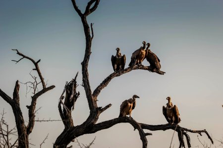 five vulture birds standing on bare tree photo