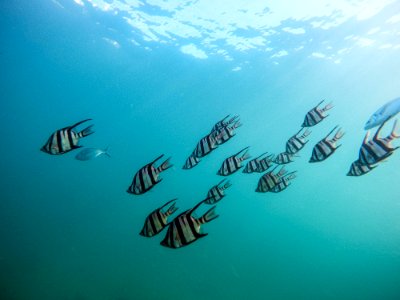 grey school of fish under water photo