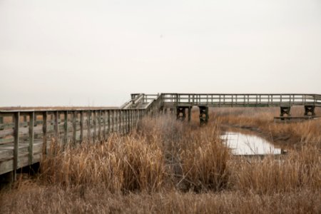 Bombay hook national wildlife refuge, Smyrna, United states photo