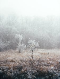 mist covering trees and bushes photo
