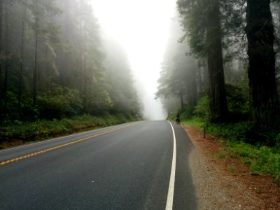 foggy road near forest photo