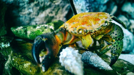 orange and black crab in macro shot phogoraphy