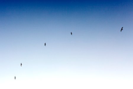silhouette of birds flying in sky photo