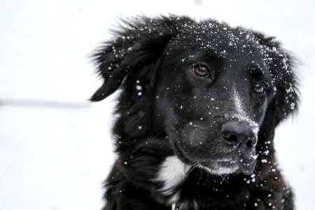 shallow focus photography of black dog with snow on fur photo