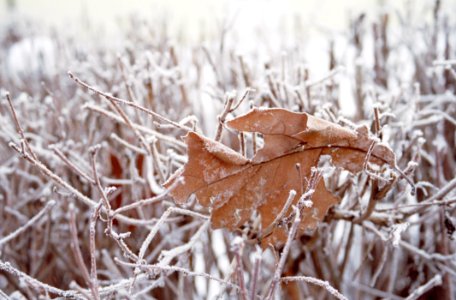 dried brown leaf on snow filled bare tree photo
