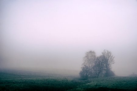 tree on green grass field during foggy daytime