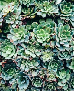 green succulent plant photo