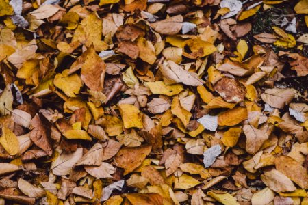 autumn leaf covered ground photo