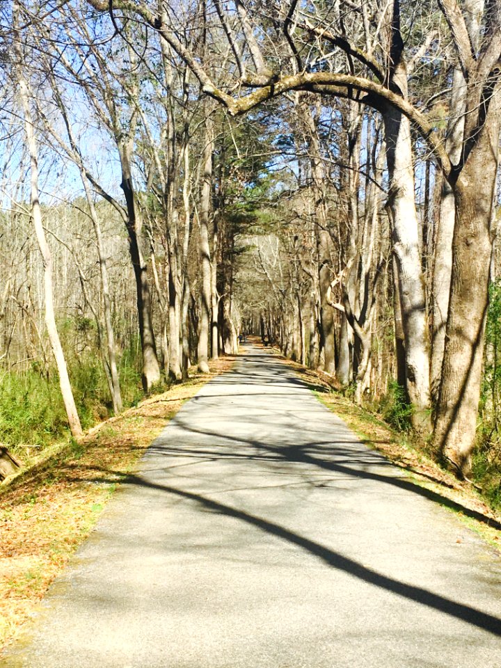 Walking trail, Trees, Forest