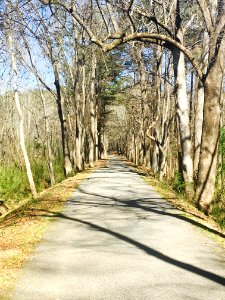 Walking trail, Trees, Forest photo
