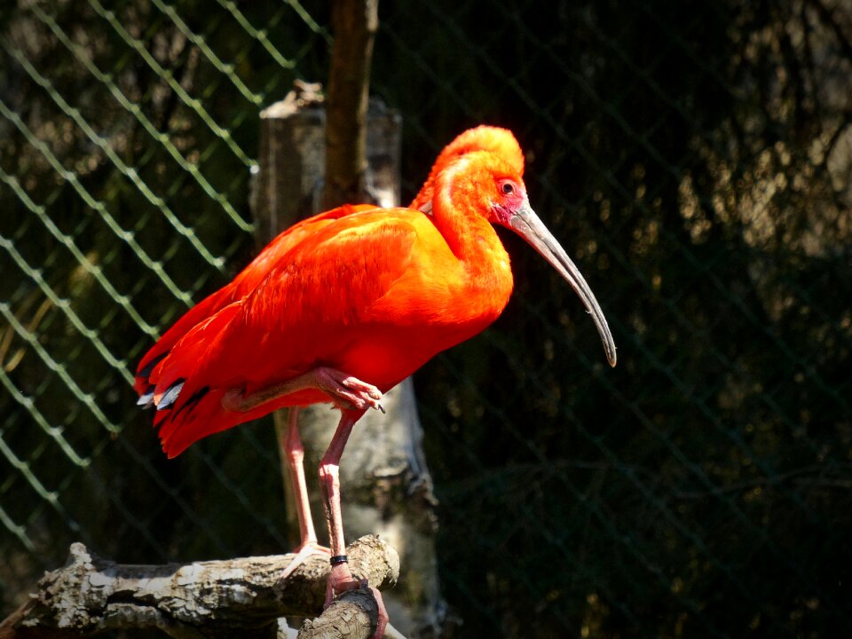 Curved beak bird scarlet ibis