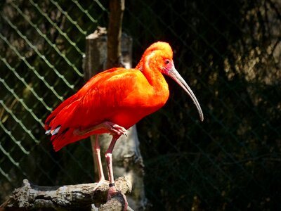 Curved beak bird scarlet ibis photo