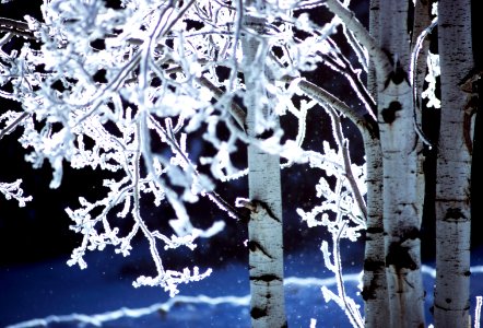 photo of snow coated birch trees