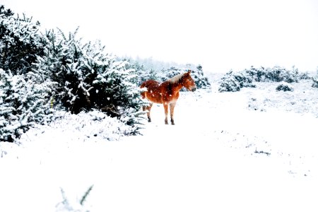 brown horse standing snow covered land photo